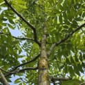 Carya illinoinensis - 1