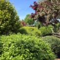 Fagus sylvatica - beukenbol voorgrond als onderdeel van een wolkenspel op de kwekerij THB in Apeldoorn. 2026