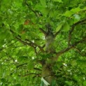 Fagus sylvatica - Foto 1