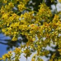 Koelreuteria paniculata - 2