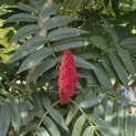 Rhus typhina - 4