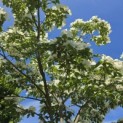 Cornus kousa 'Venus' - 3