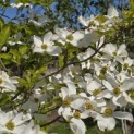 Cornus florida - 3