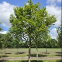 Acer palmatum - Foto 3