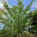 Tilia mongolica 'Buda' - Foto 7