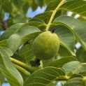 Juglans regia - 5