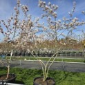 Amelanchier lamarckii - 2
