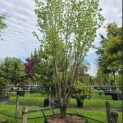 Cornus kousa - 4