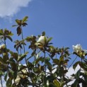 Magnolia grandiflora 'Galissonnière' - 1
