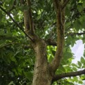 Morus alba 'Macrophylla' - Foto 5