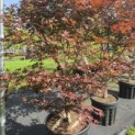 Acer palmatum 'Red Emperor' - 1