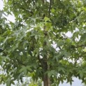 Liquidambar styraciflua - 1