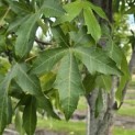 Liquidambar styraciflua 'Palo Alto' - Foto 1