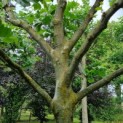 Platanus x hispanica - Afbeelding 2