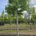 Liquidambar styraciflua 'Worplesdon' - 1