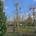 Platanus x hispanica - 3