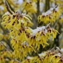 Hamamelis x intermedia 'Arnold Promise' - februari 2025