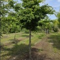 Parrotia persica - 1
