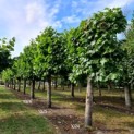 Tilia americana 'Nova' - Afbeelding 1024