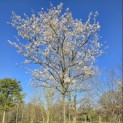 Amelanchier lamarckii - 3