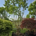 Heptacodium miconioides - Foto 2