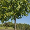 Tilia x europaea 'Pallida' - Foto 2