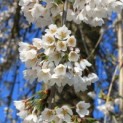Prunus subhirtella 'Pendula' - bloesem