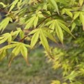 Acer palmatum - 4