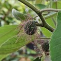 Broussonetia papyrifera - 2