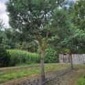 Pinus sylvestris - 5