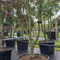 Acer palmatum 'Bloodgood' - Foto 1
