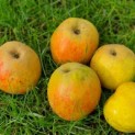 Malus domestica 'Schone van Boskoop' -  impressie oogstrijpe appels