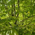 Carpinus betulus 'Frans Fontaine'   (Fastigiata) - 1
