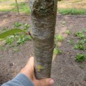 Prunus avium 'Bigarreau Burlat' - Foto 4