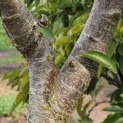 Prunus avium 'Bigarreau Burlat' - Foto 5