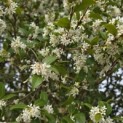Osmanthus x Burkwoodii - 4