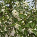 Osmanthus x Burkwoodii - 3