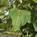 Idesia Polycarpa - 5