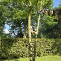Gleditsia triacanthos ‘Inermis’ - Foto 3