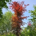 Fagus sylvatica 'Atropunicea' - 2