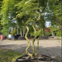 Acer palmatum 'Emerald Lace' - 5