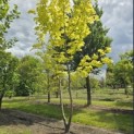 Acer platanoides 'Princeton Gold' - Foto 3