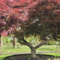 Acer palmatum 'Garnet' - 2