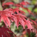Acer palmatum 'Atropurpureum' - Foto 1