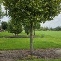 Platanus x hispanica 'Alphen's Globe' - 3