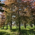 Fagus sylvatica 'Atropunicea' - 1