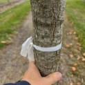 Quercus Palustris - Foto 3