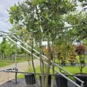 Quercus ilex - 2