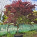 Acer palmatum 'Trompenburg' - Foto 2
