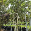 Quercus ilex - 4